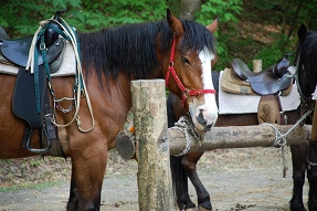 Horse At Rack